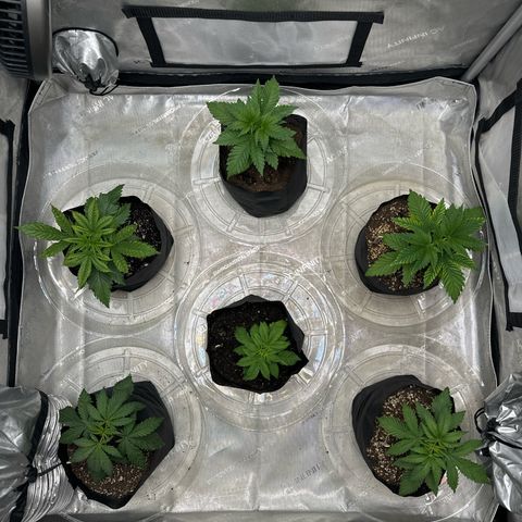 Pungent Punch #1 (GA) growlog photo: 6:33pm