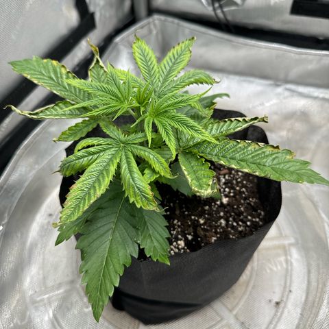 M&G x DBB #1 (GA) growlog photo: 9:53pm