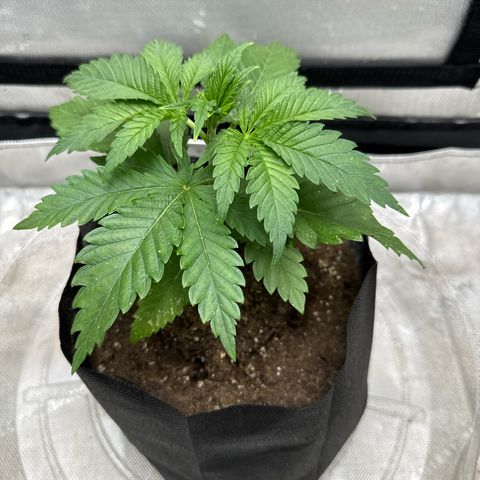 M&G x DBB #2 (GA) growlog photo: 9:53pm