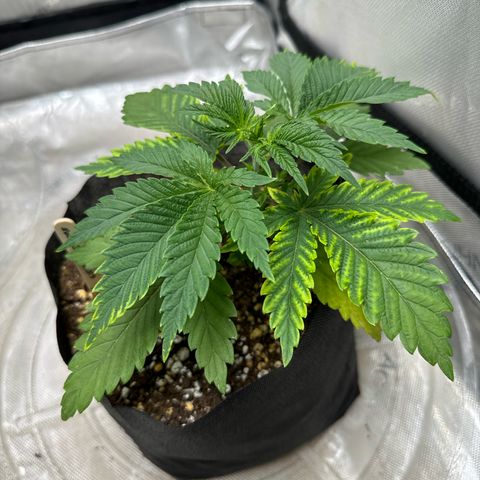 M&G x DBB #3 (GA) growlog photo: 9:53pm