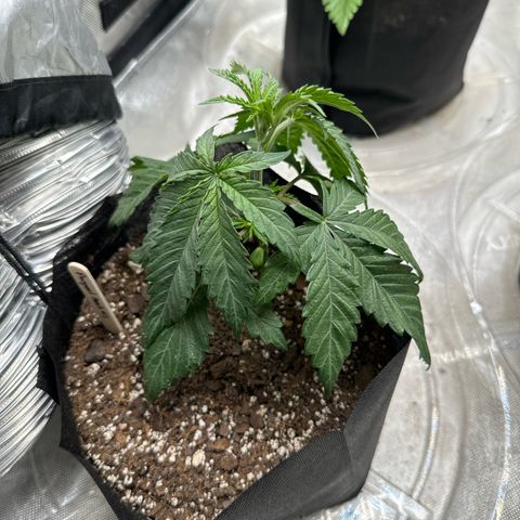 Pungent Punch #1 (GA) growlog photo: 9:53pm