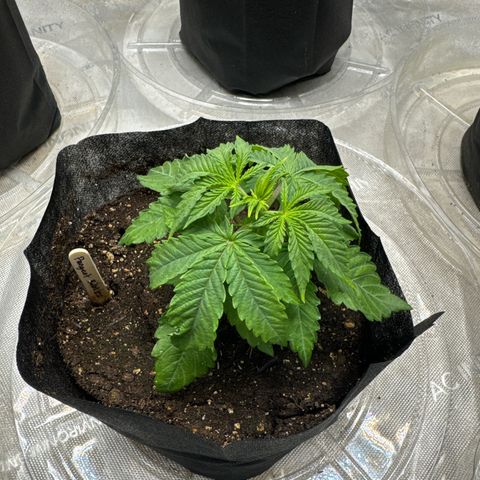 Pungent Punch #2 (GA) growlog photo: 9:53pm