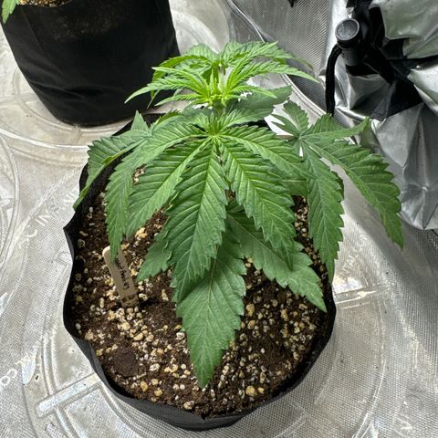 Pungent Punch #3 (GA) growlog photo: 9:53pm