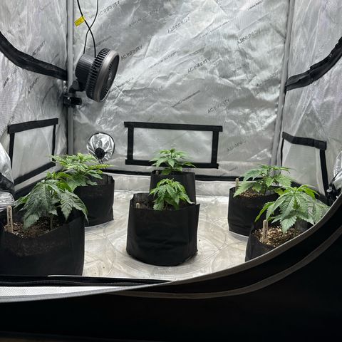 Pungent Punch #1 (GA) growlog photo: 9:53pm
