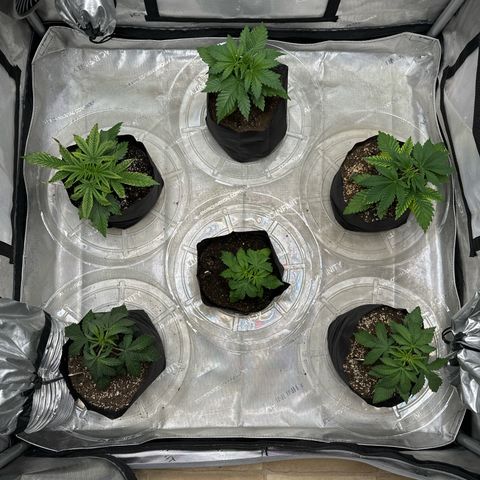 Pungent Punch #1 (GA) growlog photo: 9:53pm