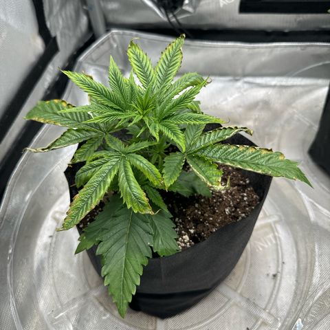 M&G x DBB #1 (GA) growlog photo: 7:06pm