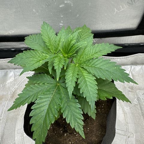 M&G x DBB #2 (GA) growlog photo: 7:06pm