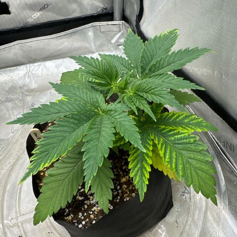 M&G x DBB #3 (GA) growlog photo: 7:06pm