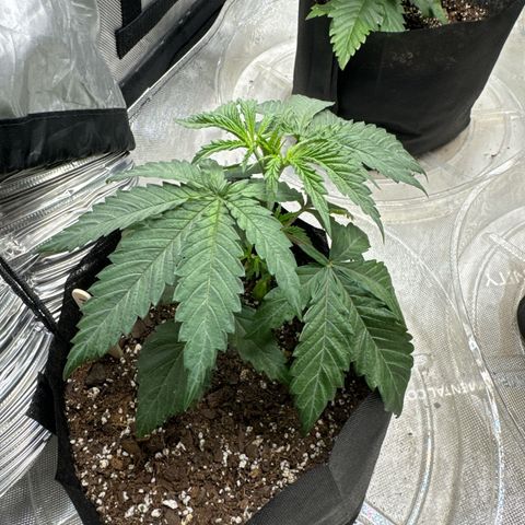 Pungent Punch #1 (GA) growlog photo: 7:06pm