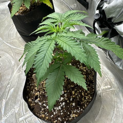 Pungent Punch #3 (GA) growlog photo: 7:06pm