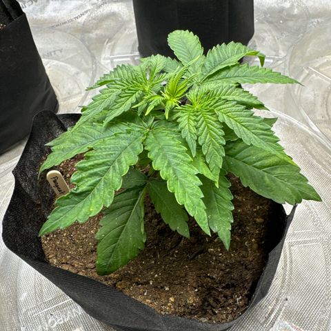 Pungent Punch #2 (GA) growlog photo: 7:06pm