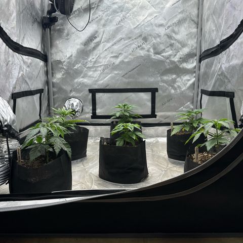Pungent Punch #1 (GA) growlog photo: 7:06pm
