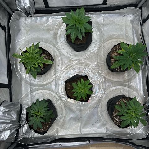 Pungent Punch #1 (GA) growlog photo: 7:06pm
