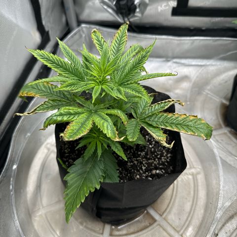 M&G x DBB #1 (GA) growlog photo: 5:31pm