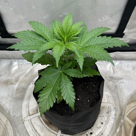 M&G x DBB #2 (GA) growlog photo: 5:31pm