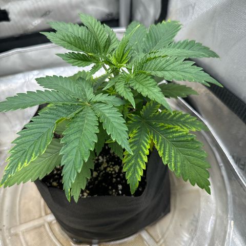 M&G x DBB #3 (GA) growlog photo: 5:31pm