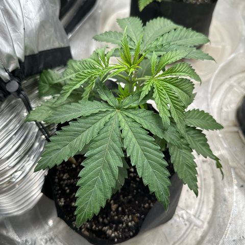 Pungent Punch #1 (GA) growlog photo: 5:31pm