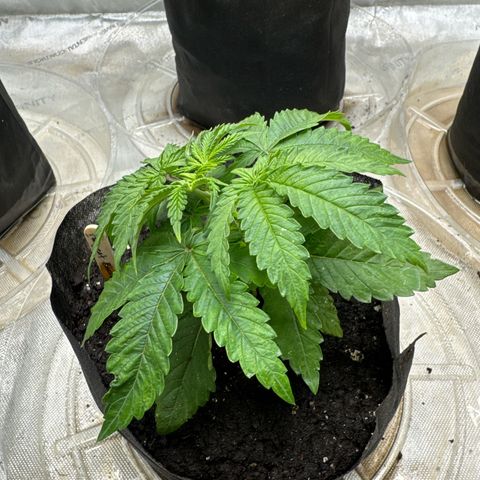 Pungent Punch #2 (GA) growlog photo: 5:31pm