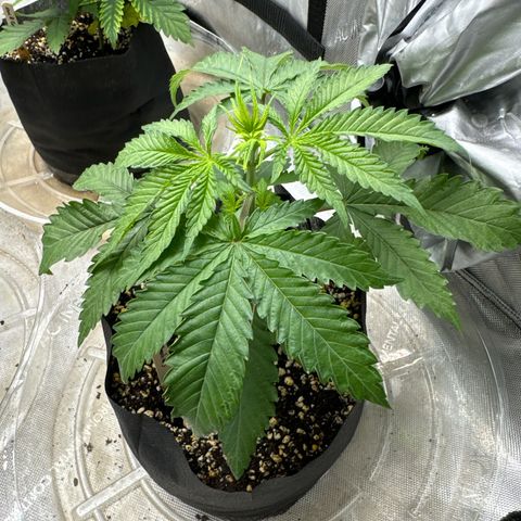 Pungent Punch #3 (GA) growlog photo: 5:31pm