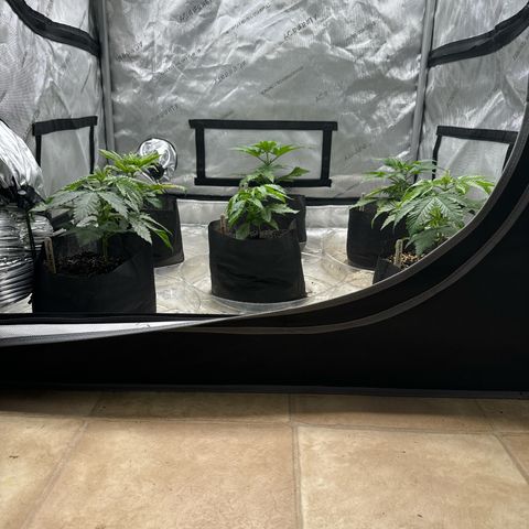 Pungent Punch #1 (GA) growlog photo: 5:31pm