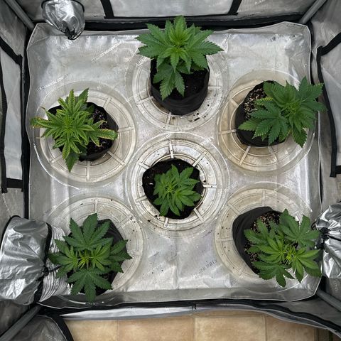 Pungent Punch #1 (GA) growlog photo: 5:31pm