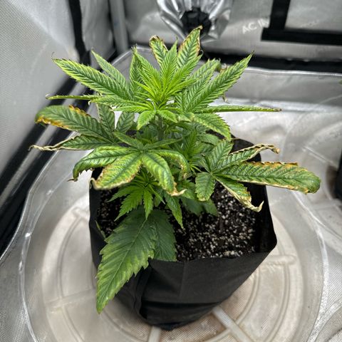 M&G x DBB #1 (GA) growlog photo: 8:07pm