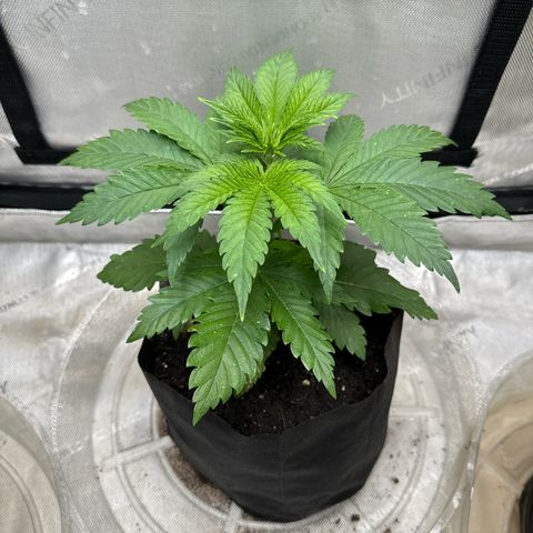 M&G x DBB #2 (GA) growlog photo: 8:07pm