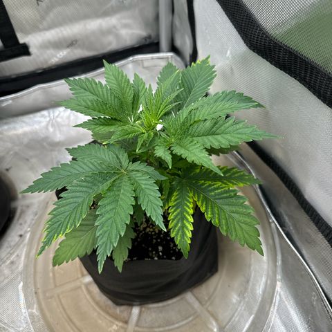 M&G x DBB #3 (GA) growlog photo: 8:07pm