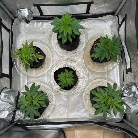 Pungent Punch #1 (GA) growlog photo: 8:07pm