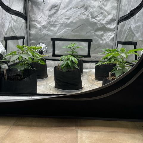 Pungent Punch #1 (GA) growlog photo: 8:07pm