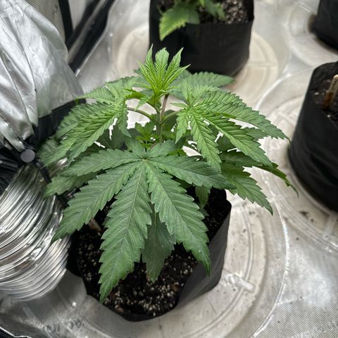 Pungent Punch #1 (GA) growlog photo: 8:07pm