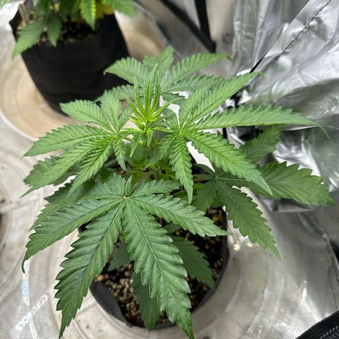 Pungent Punch #3 (GA) growlog photo: 8:07pm