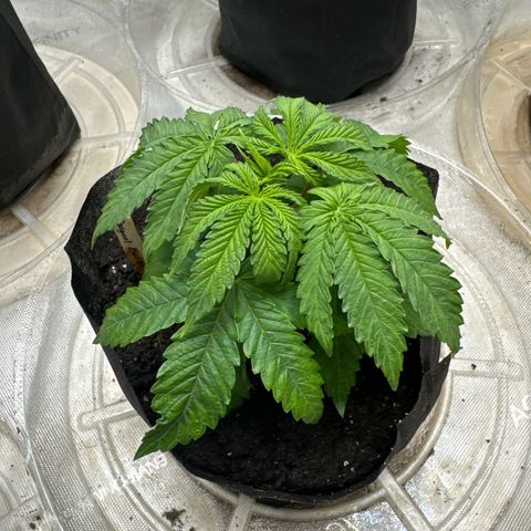 Pungent Punch #2 (GA) growlog photo: 8:07pm