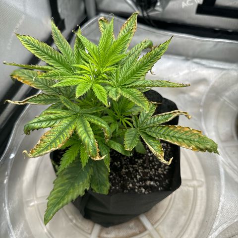 M&G x DBB #1 (GA) growlog photo: 6:19pm