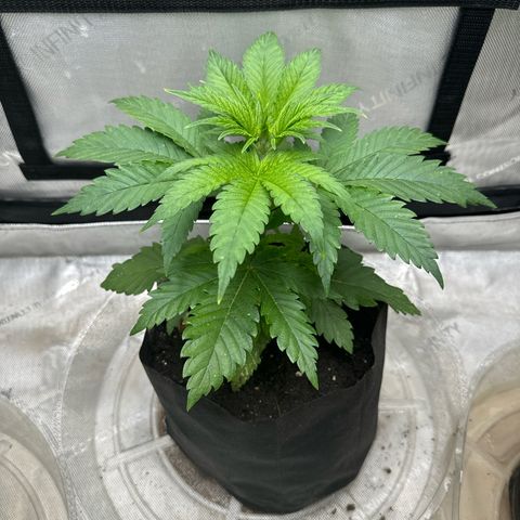 M&G x DBB #2 (GA) growlog photo: 6:19pm