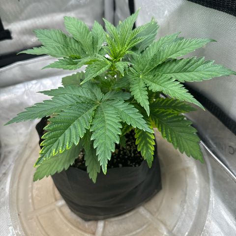 M&G x DBB #3 (GA) growlog photo: 6:19pm