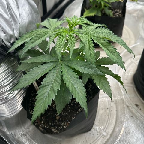 Pungent Punch #1 (GA) growlog photo: 6:19pm