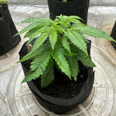 Pungent Punch #2 (GA) growlog photo: 6:19pm