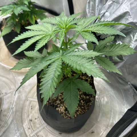 Pungent Punch #3 (GA) growlog photo: 6:19pm