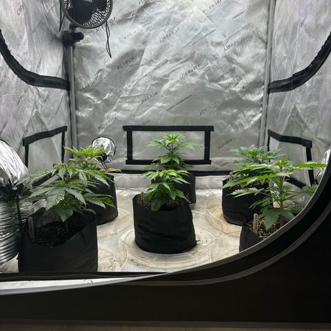 Pungent Punch #1 (GA) growlog photo: 6:19pm