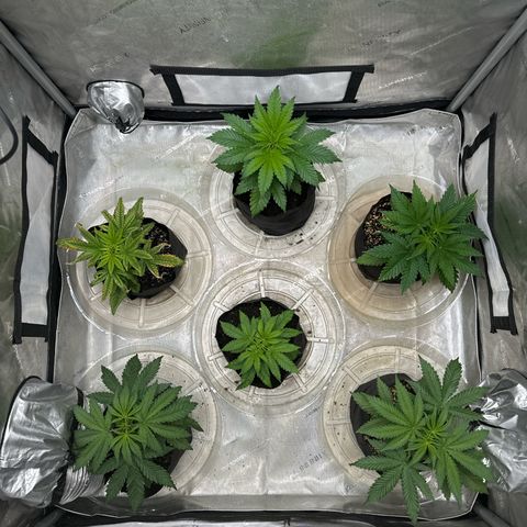 Pungent Punch #1 (GA) growlog photo: 6:19pm
