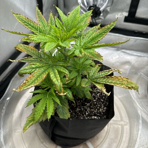 M&G x DBB #1 (GA) growlog photo: 8:37pm