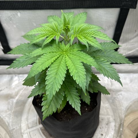 M&G x DBB #2 (GA) growlog photo: 8:37pm
