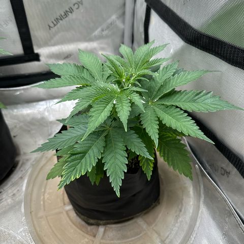 M&G x DBB #3 (GA) growlog photo: 8:37pm
