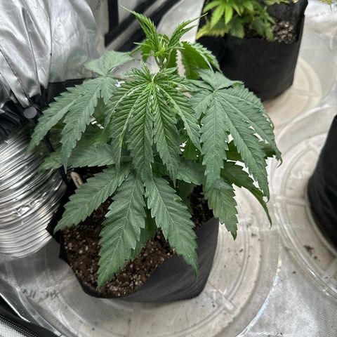 Pungent Punch #1 (GA) growlog photo: 8:37pm