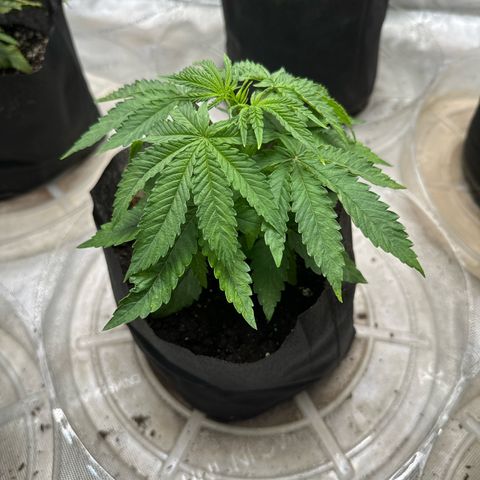 Pungent Punch #2 (GA) growlog photo: 8:37pm
