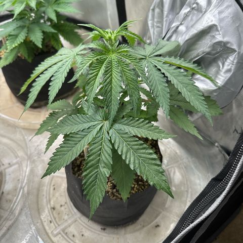Pungent Punch #3 (GA) growlog photo: 8:37pm