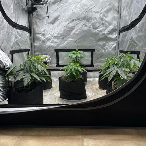 Pungent Punch #1 (GA) growlog photo: 8:37pm