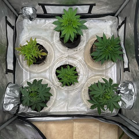 Pungent Punch #1 (GA) growlog photo: 8:37pm
