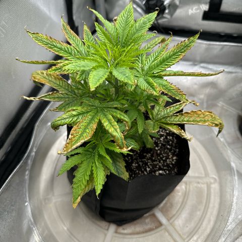 M&G x DBB #1 (GA) growlog photo: 8:26pm